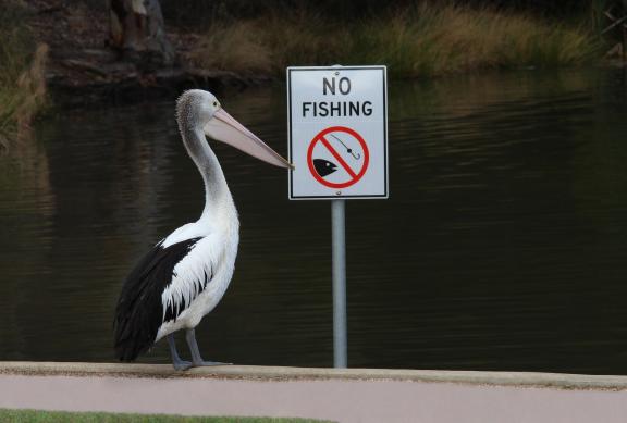 Pelikan vor Schild mit Aufschrift No Fishing
