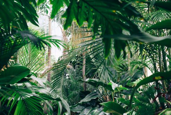 Dteailauschnitt ünübersichtlicher Dschungel: Fast so unübersichtlich wie SEO-Themen